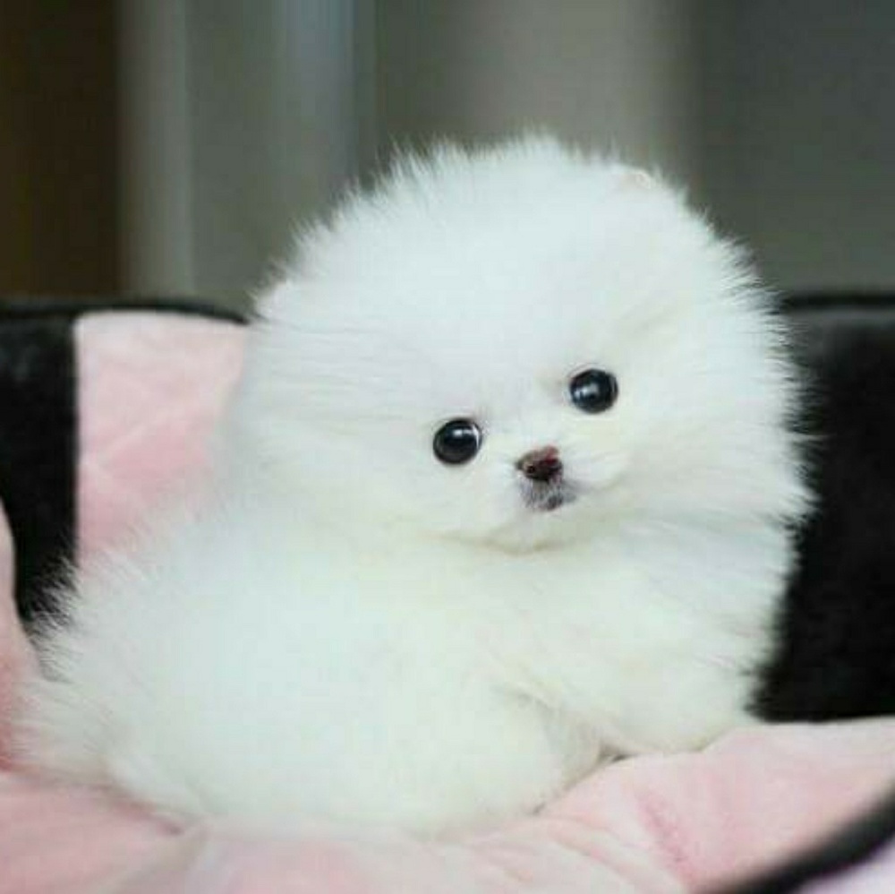 Meet your Posher, Luxy